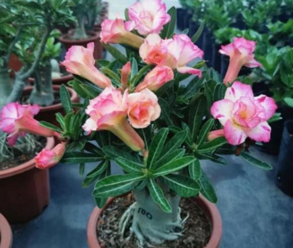 tưới cây, cây cảnh, chăm sóc cây
