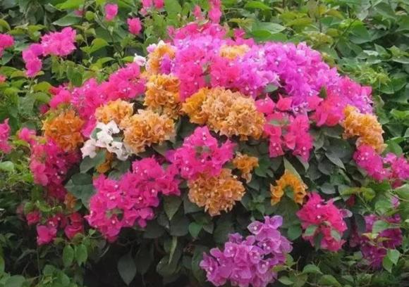 tưới cây, cây cảnh, chăm sóc cây