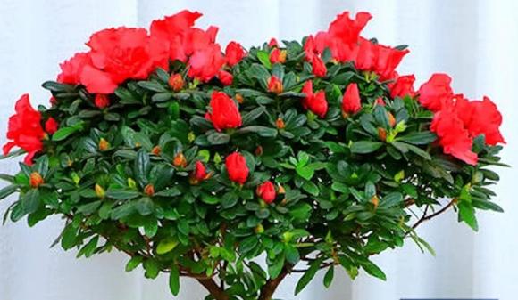 tưới cây, cây cảnh, chăm sóc cây