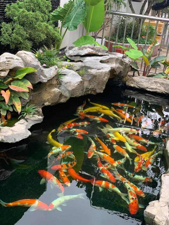 biệt thự, nhà đẹp, hoa hồng cổ