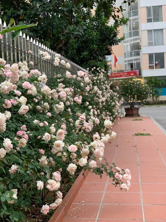 biệt thự, nhà đẹp, hoa hồng cổ