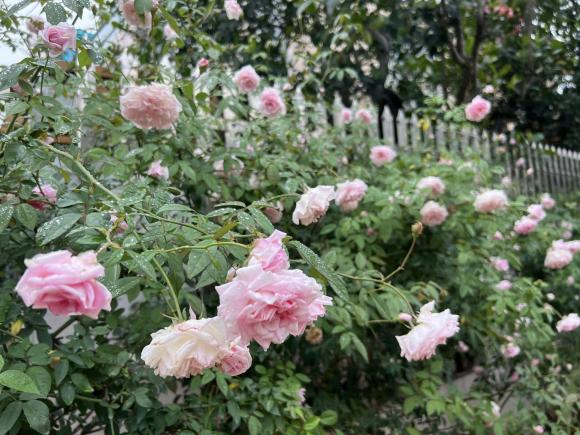 biệt thự, nhà đẹp, hoa hồng cổ