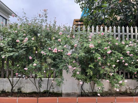 biệt thự, nhà đẹp, hoa hồng cổ