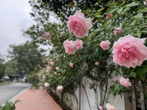 biệt thự, nhà đẹp, hoa hồng cổ