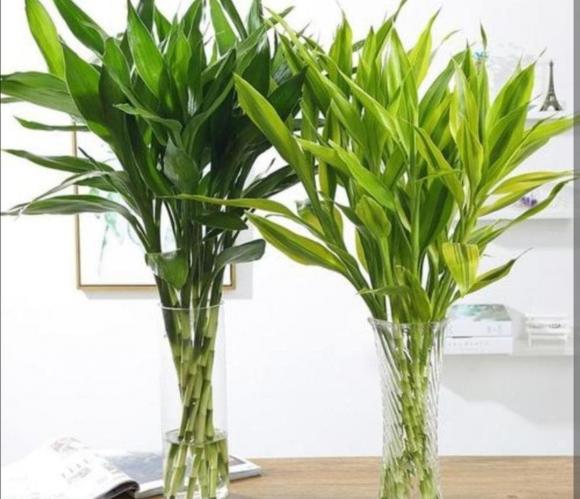 Cây phát lộc, cây cảnh, trúc phát lộc