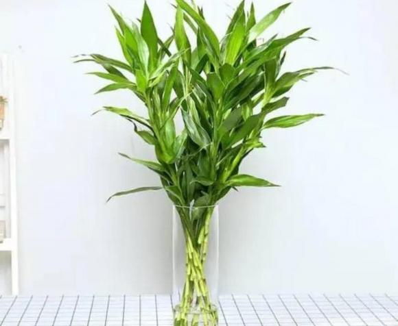 Cây phát lộc, cây cảnh, trúc phát lộc