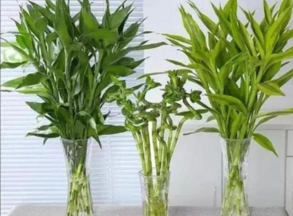 Cây phát lộc, cây cảnh, trúc phát lộc