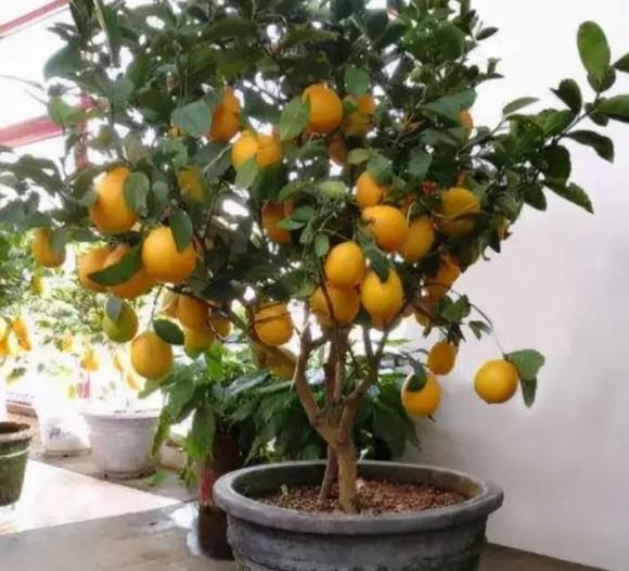cây cảnh, cây lọc không khí