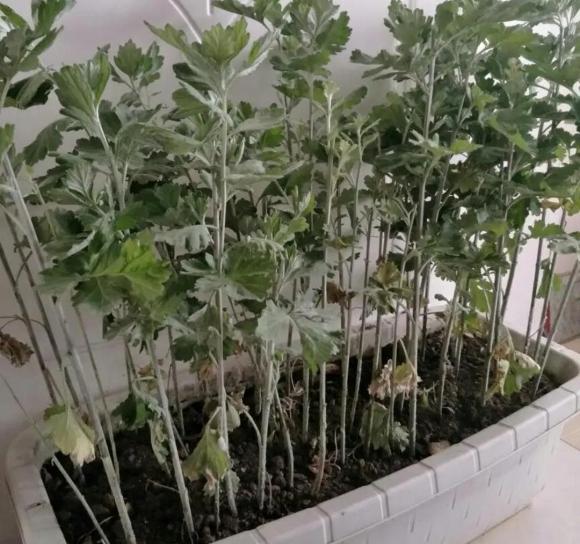 cây cảnh, cây lọc không khí