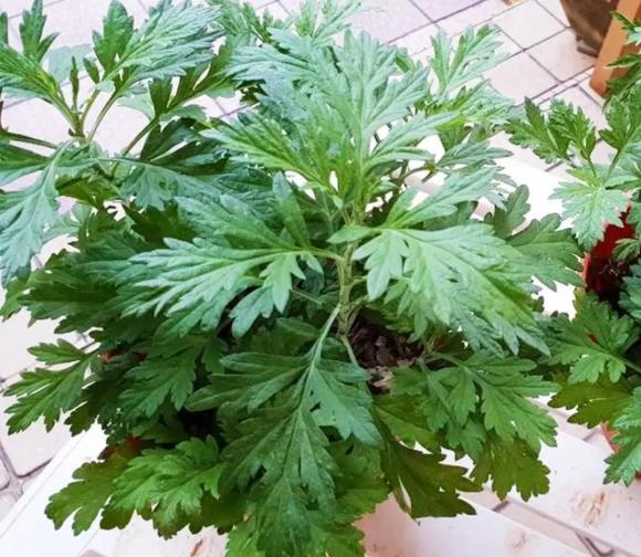 5 cây khử trùng trong nhà