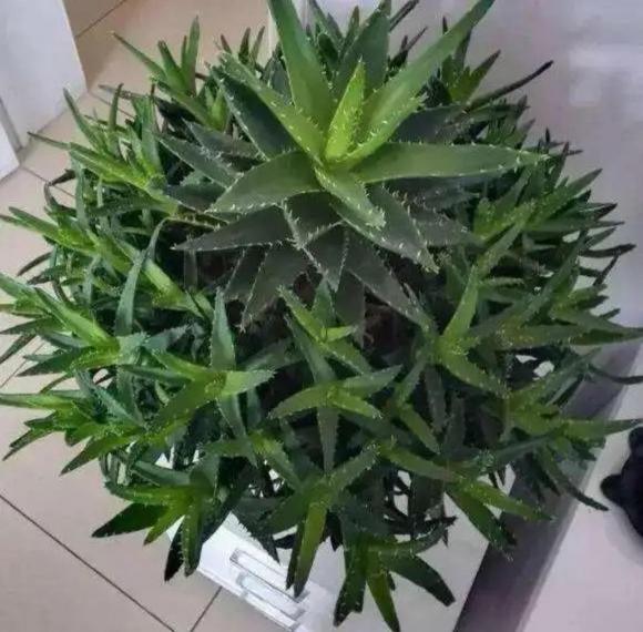 5 cây khử trùng trong nhà