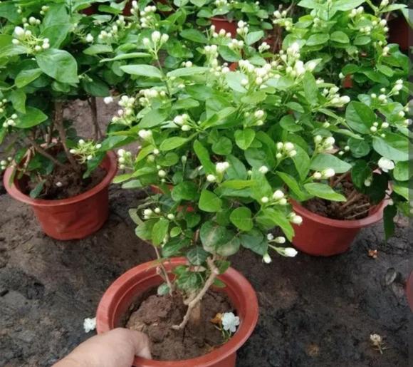 5 cây khử trùng trong nhà
