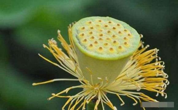 hạt sen, hạt sen cổ đại
