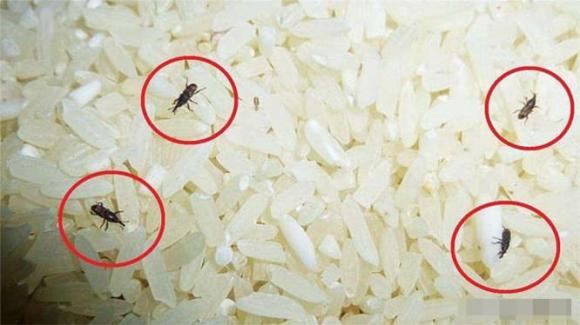 Vì sao cơm đóng gói xuất hiện mọt đen? Mọt gạo còn ăn được không?