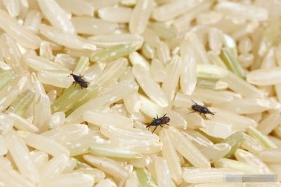 Tại sao gạo đóng gói kín lại xuất hiện mọt đen? Mọt gạo còn ăn được không?