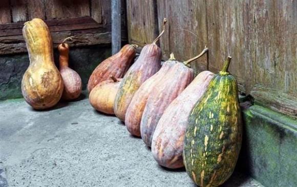 bí ngô, mua củ quả, kinh nghiệm đi chợ