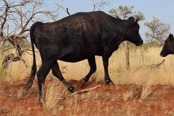 Hiện tượng bò nuốt chửng rắn ở Australia là sự bất thường trong chuỗi thức ăn của trái đất?