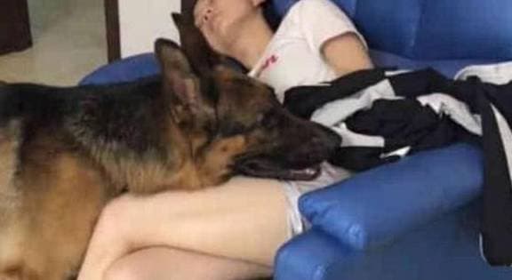 chó nuôi, chó săn cừu đức, chó khôn