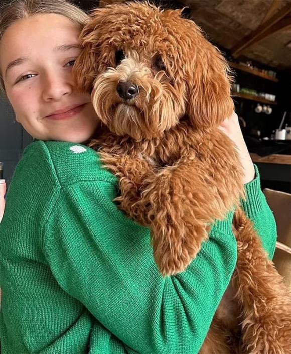 David Beckham, Victoria, Brooklyn, Nicola, gia đình nhà Beckham đón năm mới, sao Hollywood