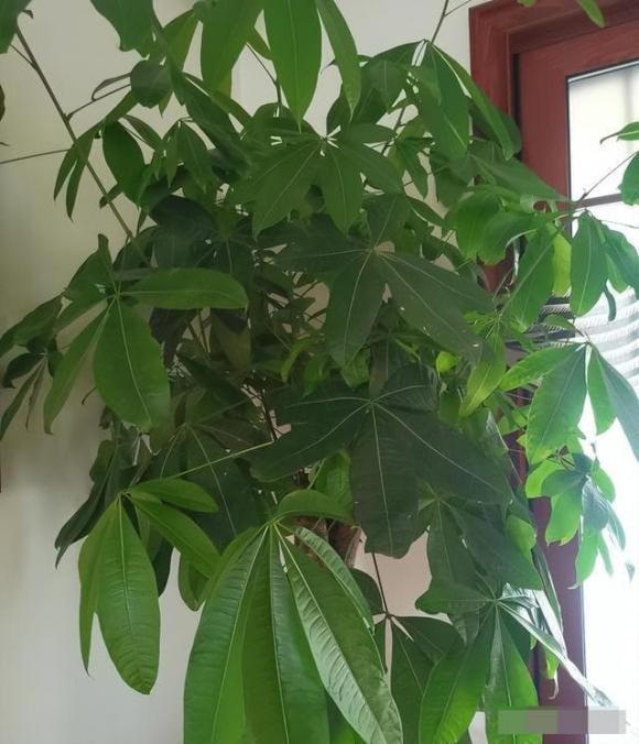 cây cảnh, cây cảnh tết, cây tài lộc