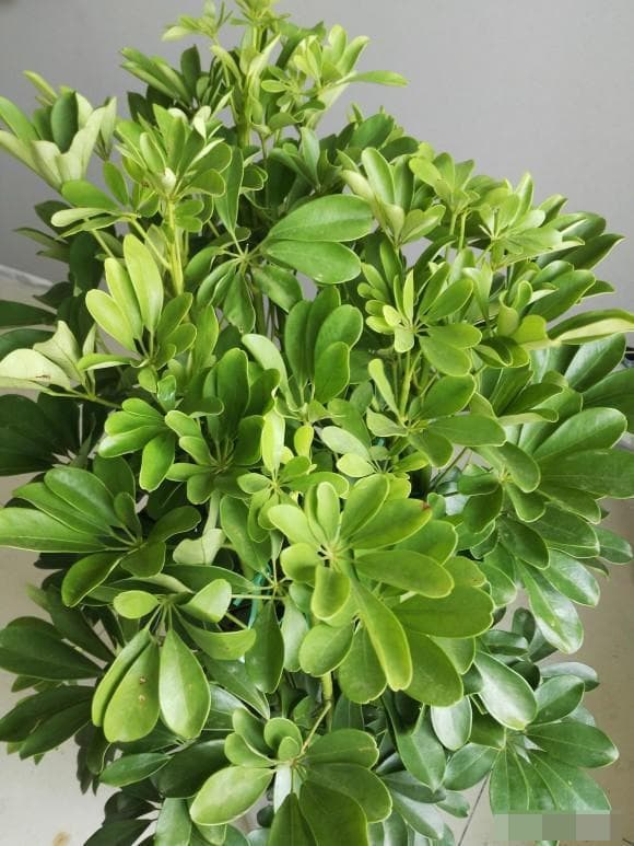 cây cảnh, cây cảnh tết, cây tài lộc