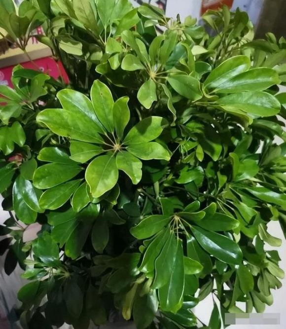 cây cảnh, cây cảnh tết, cây tài lộc