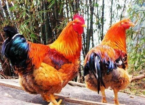 tử vi, con giáp