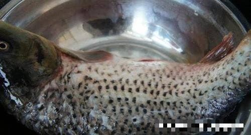 cá chép sốt chua ngọt, món ngon ngày Tết, các món ăn từ cá chép