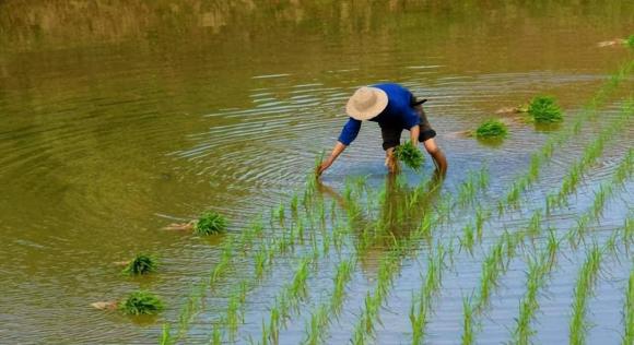 câu nói xưa, người xưa, quan niệm xưa, lông chân dày, Người có phúc mọc lông dày, kẻ đen đủi hai chân ngược xuôi