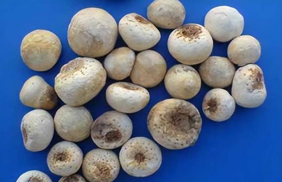 ho, đờm, sức khỏe, phổi