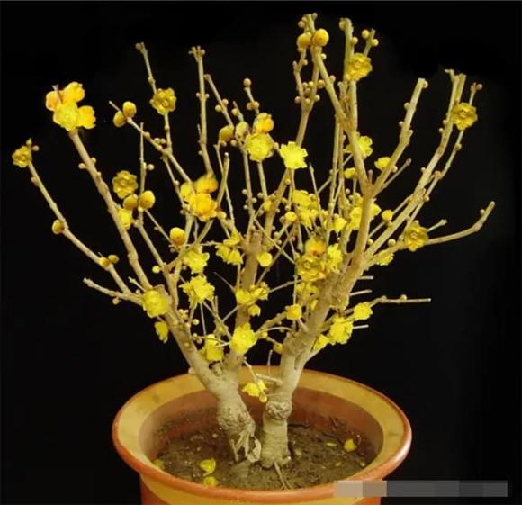 hoa chịu lạnh, hoa nở vào mùa đông, hoa trồng mùa đông