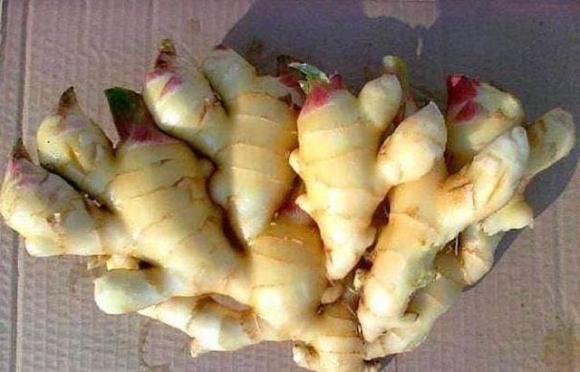 gừng, trồng gừng