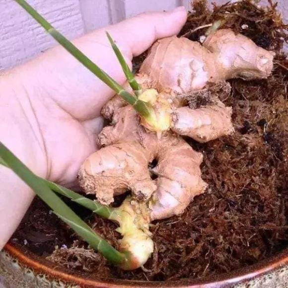 gừng, trồng gừng