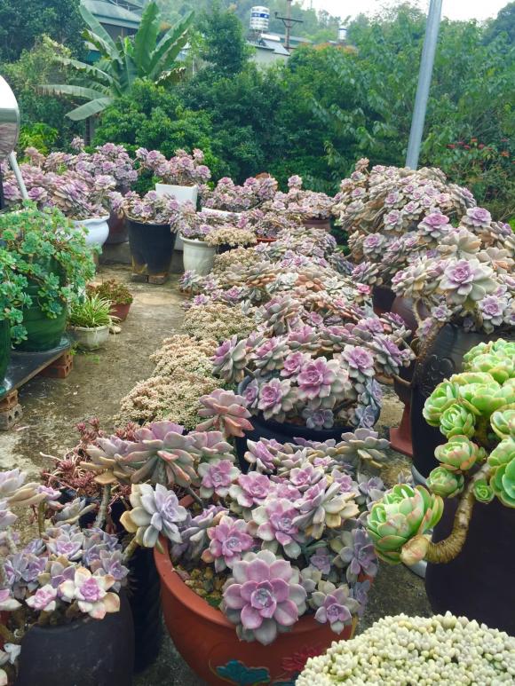 sen đá, vườn sen đá, trồng sen đá trên sân thượng