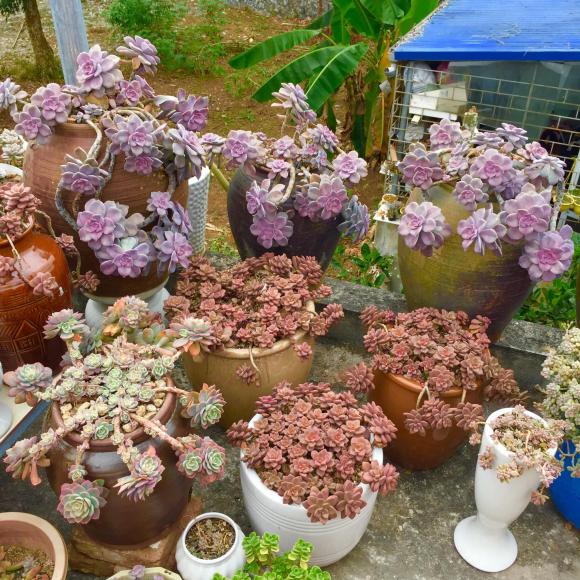 sen đá, vườn sen đá, trồng sen đá trên sân thượng