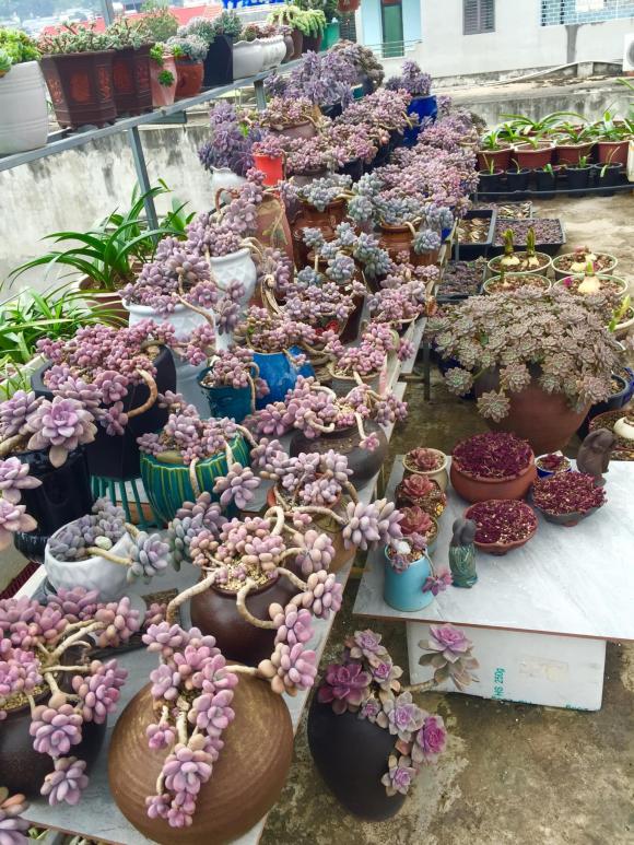 sen đá, vườn sen đá, trồng sen đá trên sân thượng