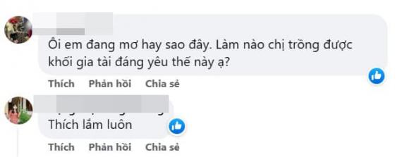 sen đá, vườn sen đá, trồng sen đá trên sân thượng