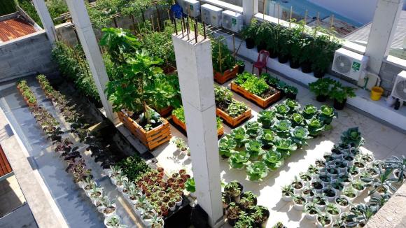 vườn rau, trồng rau trên sân thượng, rau sạch