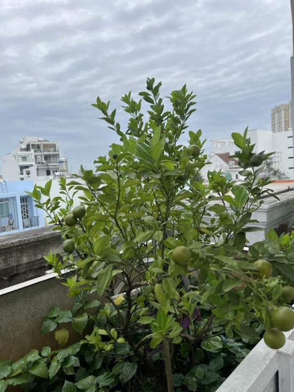 Hoa hậu Giáng My, mẹ Hoa hậu Giáng My, sao việt  