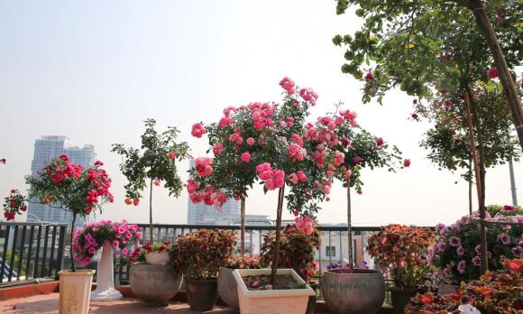 giàn hoa, giàn hoa trước cổng nhà, hoa hồng 