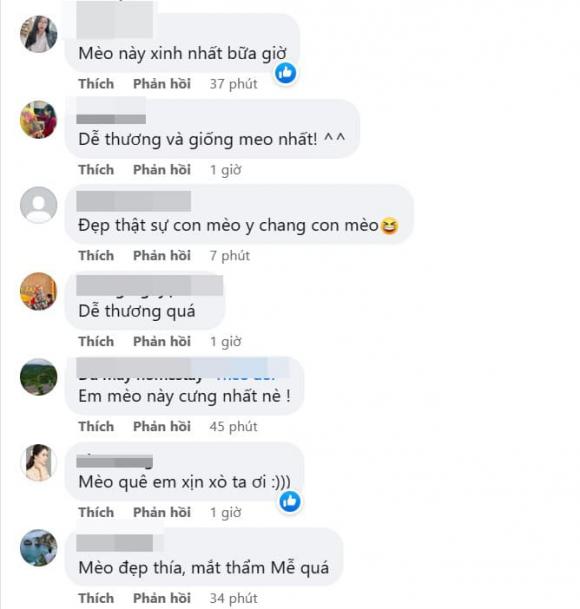 tượng mèo, năm Qúy Mão, linh vật
