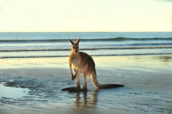 Kiến thức, Kangaroo, chuột túi, chuột túi nhảy liên tục không mệt, kangaroo nhảy liên tục không mệt