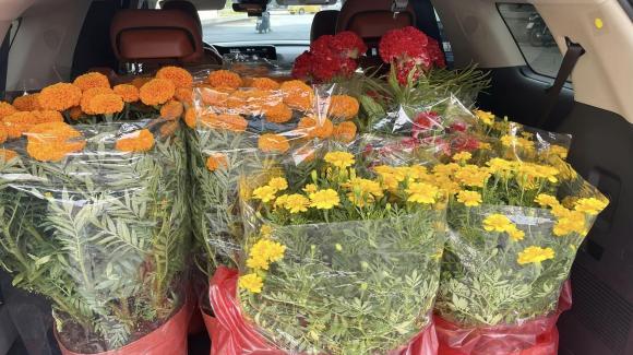sao Việt, sao Việt trang trí nhà ngày Tết, Tết nguyên đán