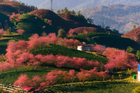 hoa anh đào, chụp ảnh với hoa anh đào, Mộc Châu, Đà Lạt