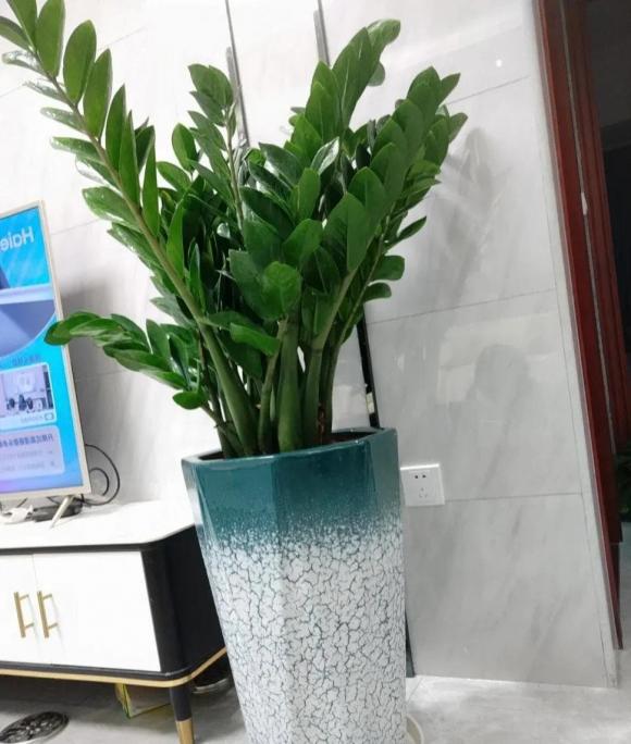 cây kim tiền, cây tài lộc, cây cảnh