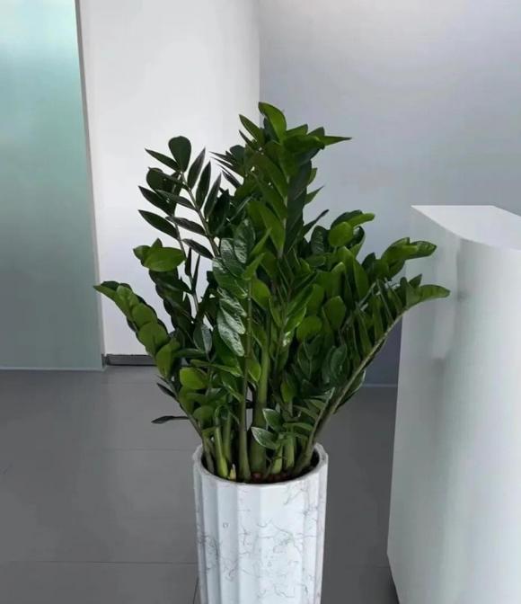 cây kim tiền, cây tài lộc, cây cảnh