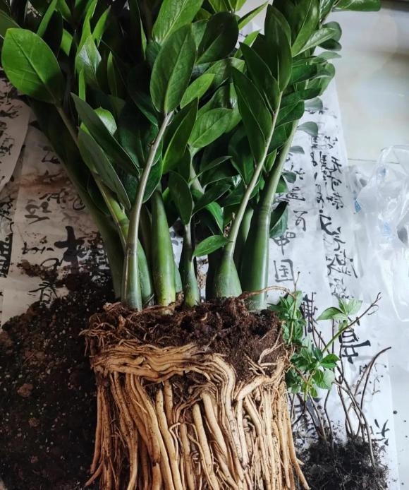 cây kim tiền, cây tài lộc, cây cảnh