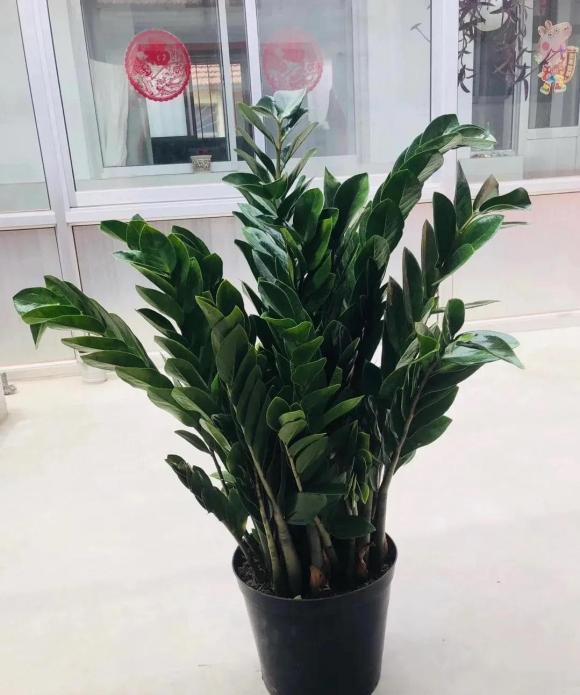 cây kim tiền, cây tài lộc, cây cảnh