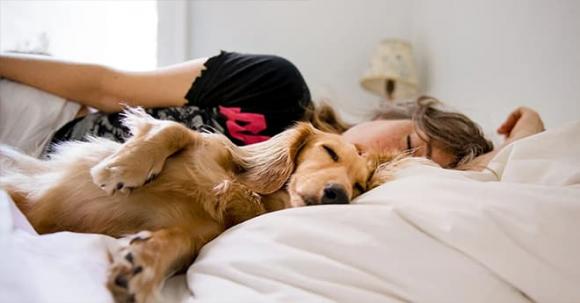 Ưu và nhược điểm về sức khỏe của việc ngủ chung giường với chó cưng