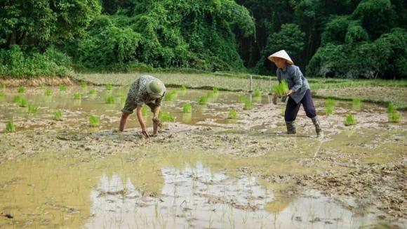 bỏ phố về quê, sống ở bìa rừng, sống cùng ông bà